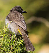 Dark-capped Bulbul