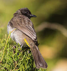 Bulbul tricolore