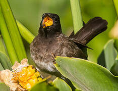 Dark-capped Bulbul