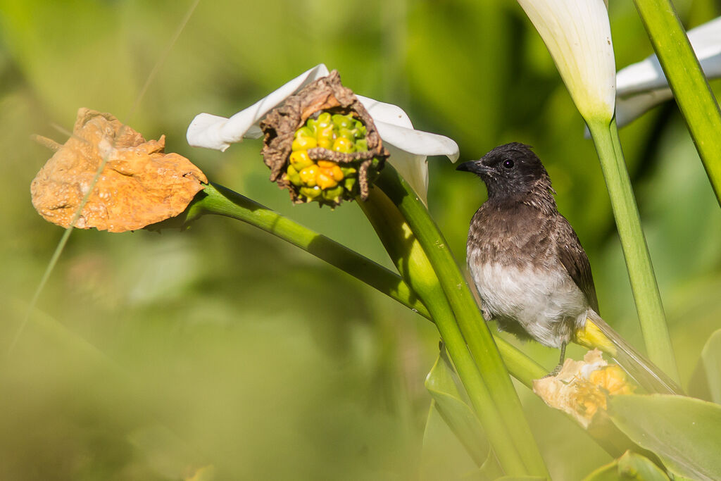 Bulbul tricolore