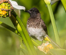 Dark-capped Bulbul