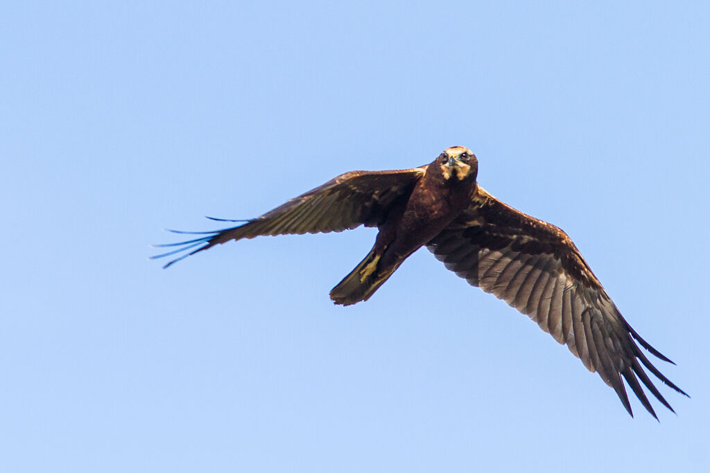 Western Marsh Harrier