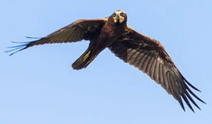 Western Marsh Harrier