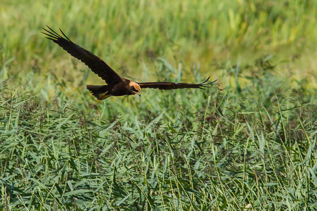 Western Marsh Harrier