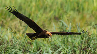 Western Marsh Harrier