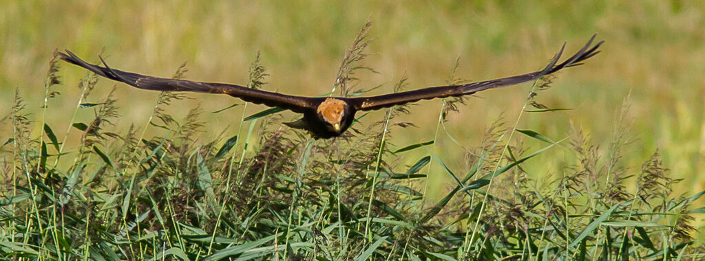 Western Marsh Harrier