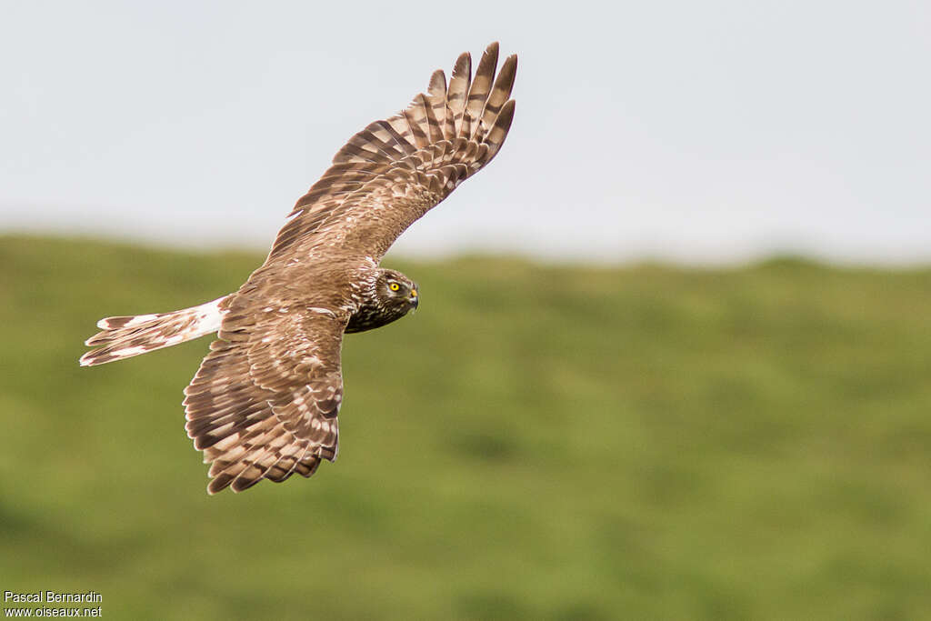 Hen Harrier female adult, identification