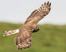 Hen Harrier