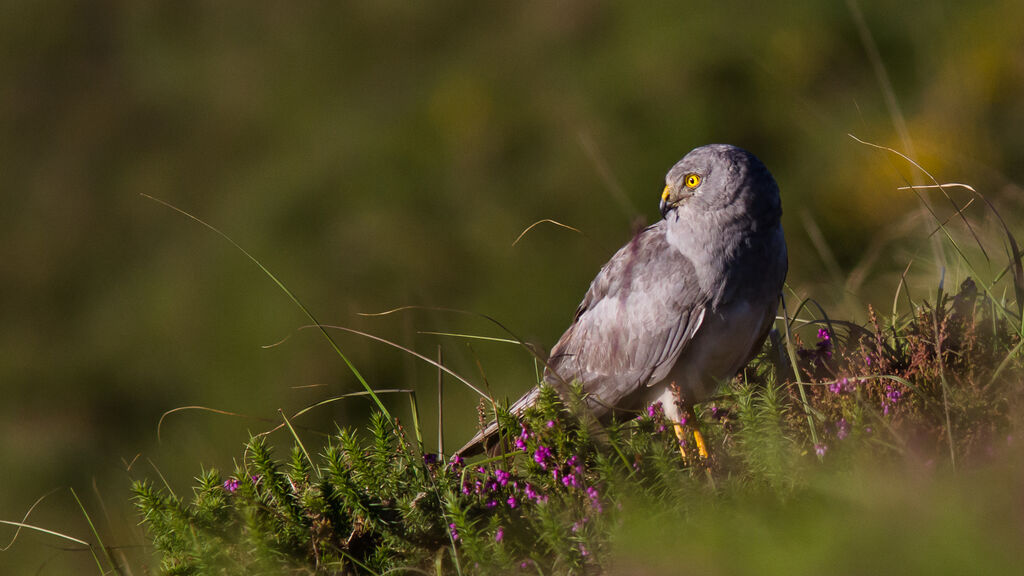 Hen Harrier male adult