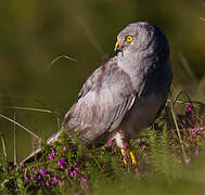 Hen Harrier