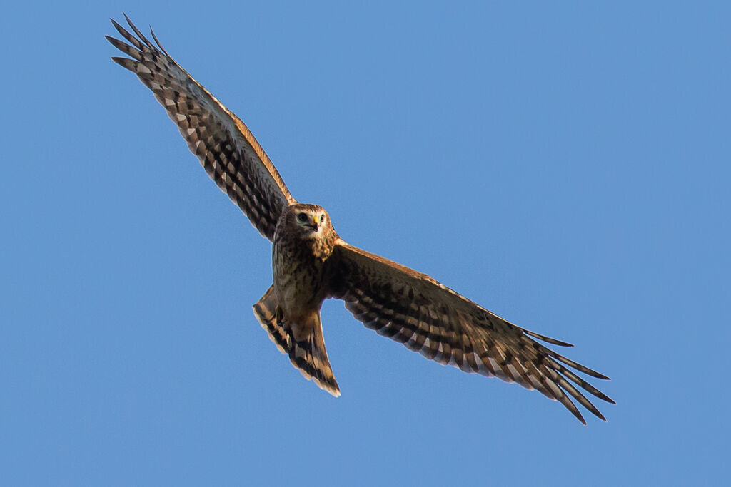 Hen HarrierFirst year