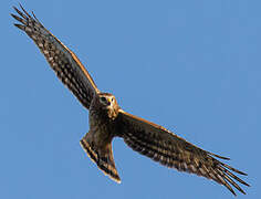 Hen Harrier