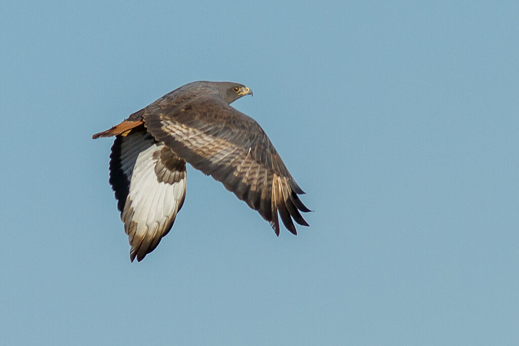 Augur Buzzard