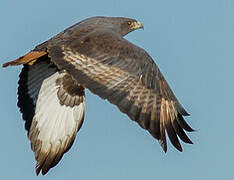 Augur Buzzard