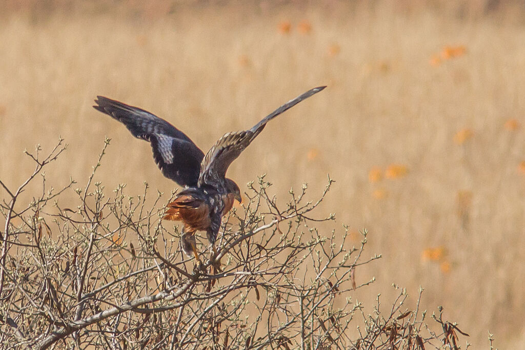 Augur Buzzard