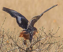 Augur Buzzard