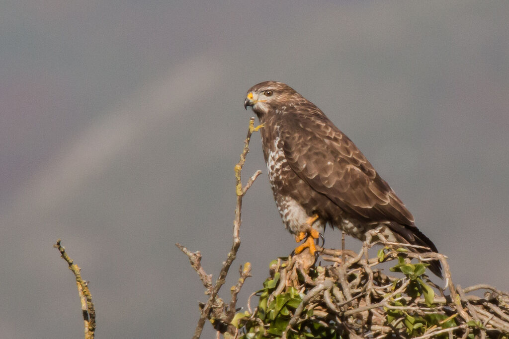 Common Buzzard