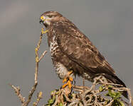 Buse variable