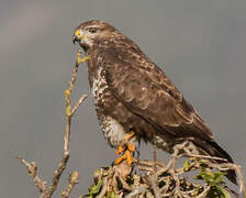 Common Buzzard