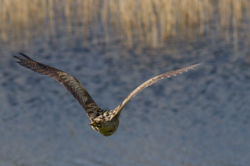 Eurasian Bittern