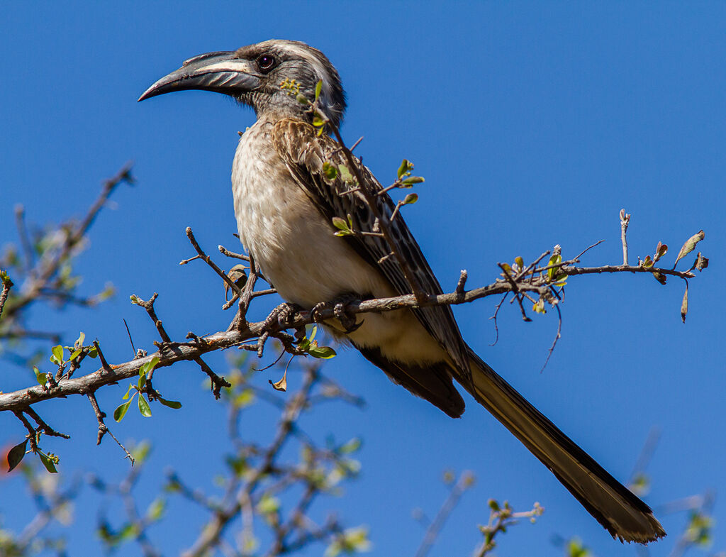 African Grey Hornbill