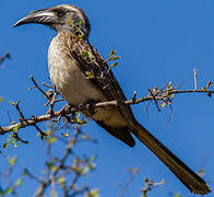 African Grey Hornbill