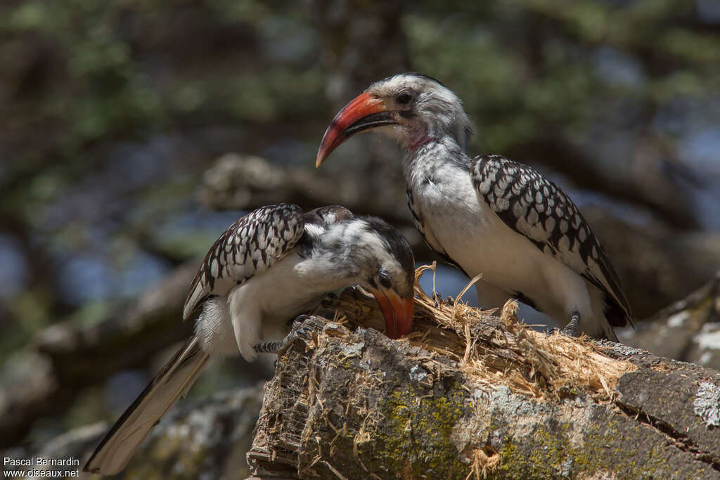 Northern Red-billed Hornbilladult, fishing/hunting