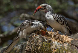 Northern Red-billed Hornbill