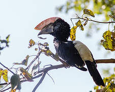 Silvery-cheeked Hornbill