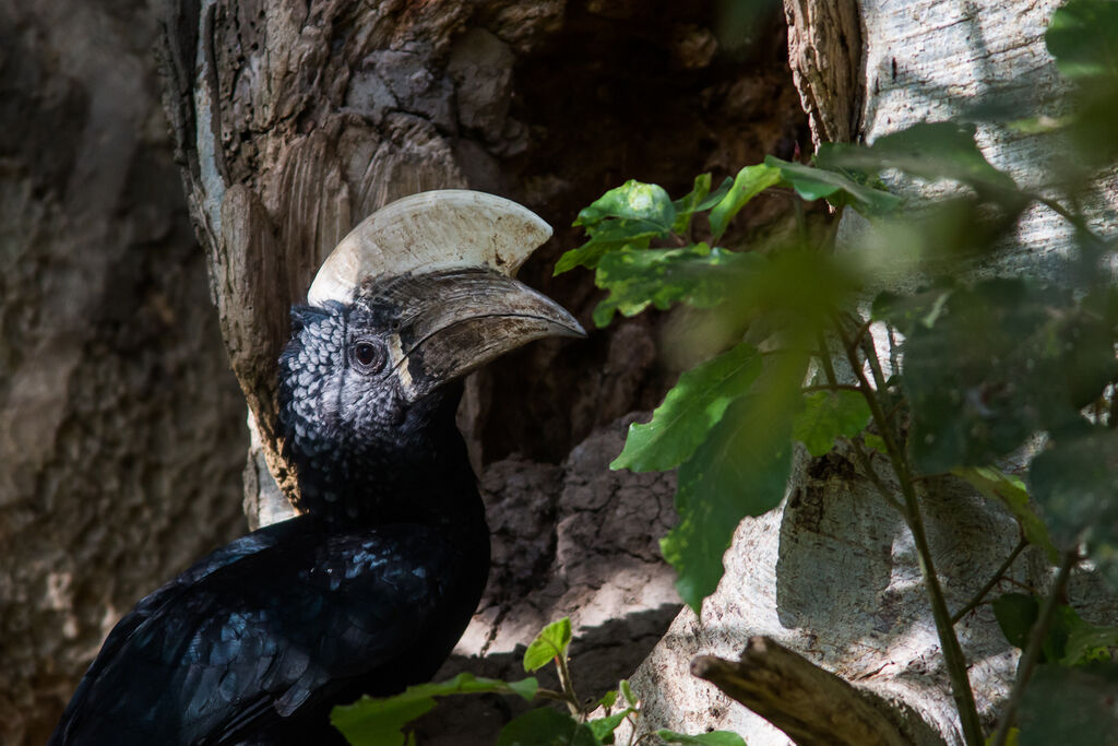 Silvery-cheeked Hornbill