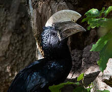 Silvery-cheeked Hornbill