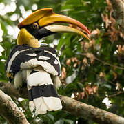 Great Hornbill