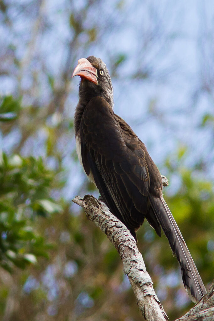 Crowned Hornbill