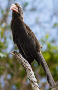 Crowned Hornbill