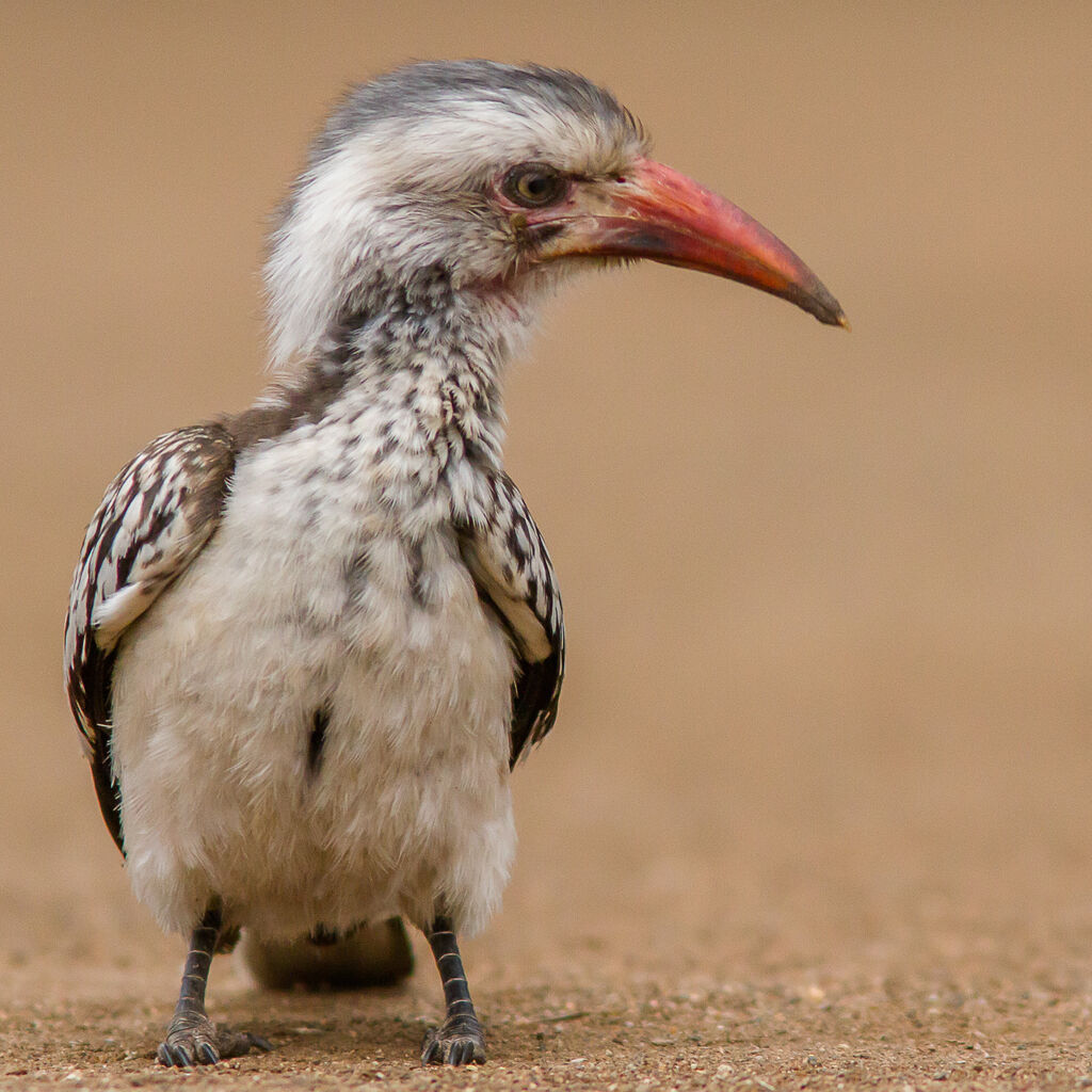 Southern Red-billed Hornbill