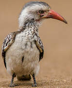 Southern Red-billed Hornbill