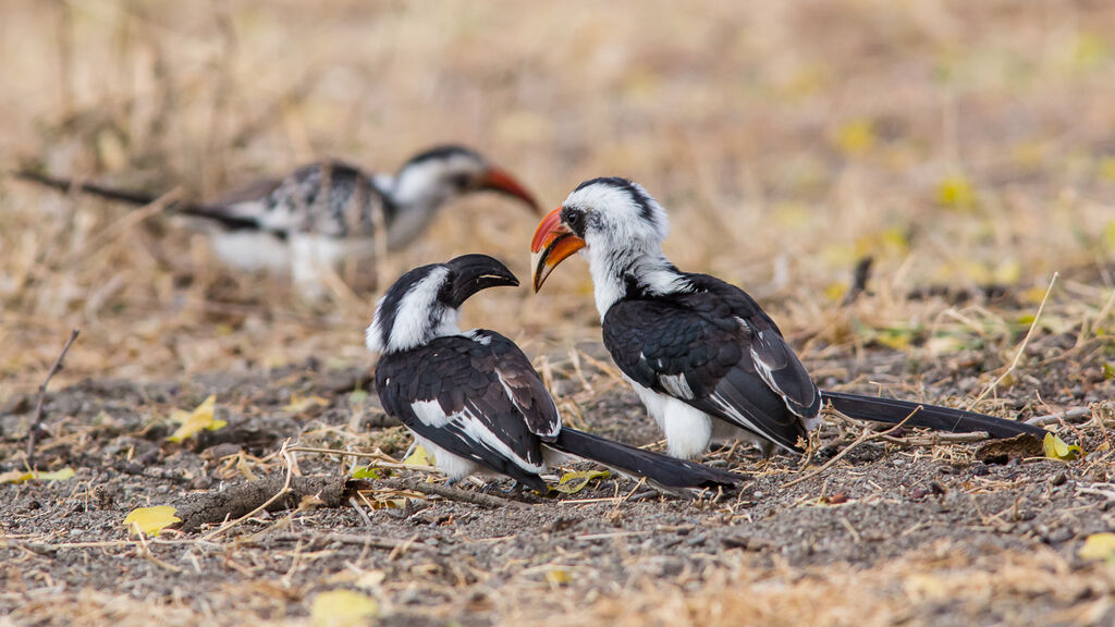 Von der Decken's Hornbill