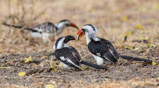 Von der Decken's Hornbill