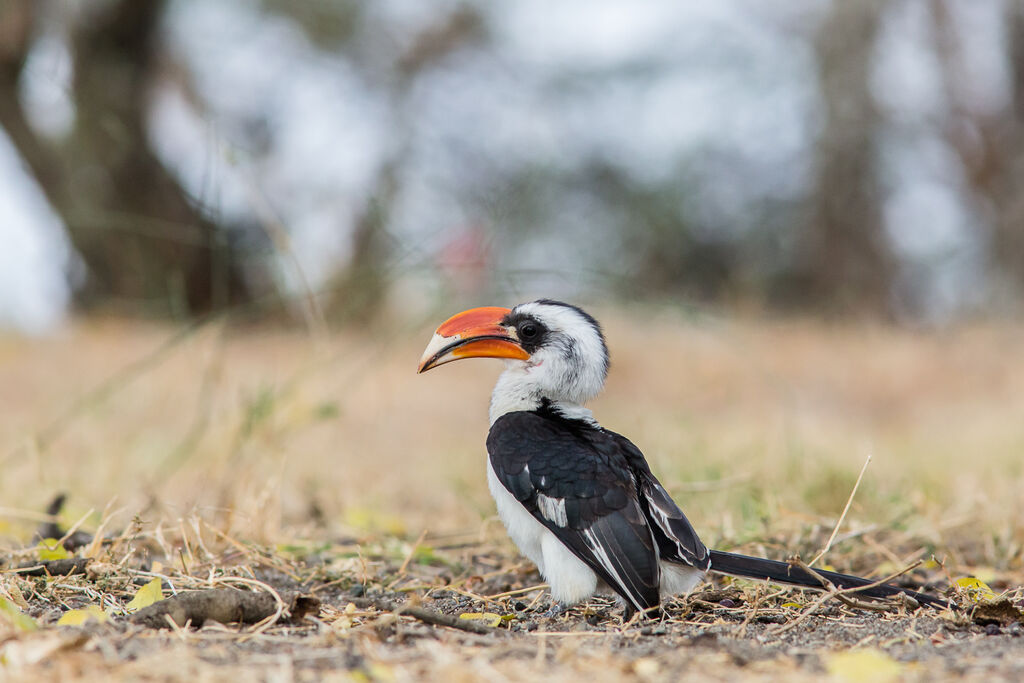 Von der Decken's Hornbill male adult