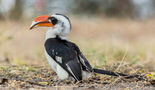 Von der Decken's Hornbill