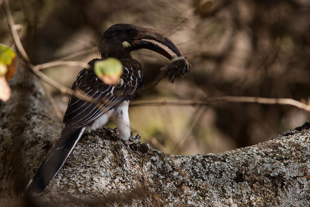 Hemprich's Hornbill