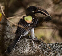 Hemprich's Hornbill