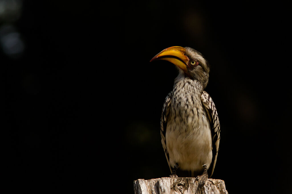 Southern Yellow-billed Hornbill