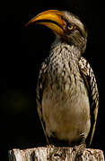 Southern Yellow-billed Hornbill