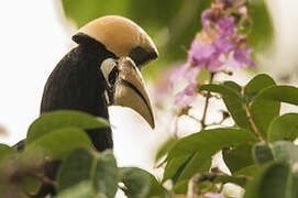 Oriental Pied Hornbill