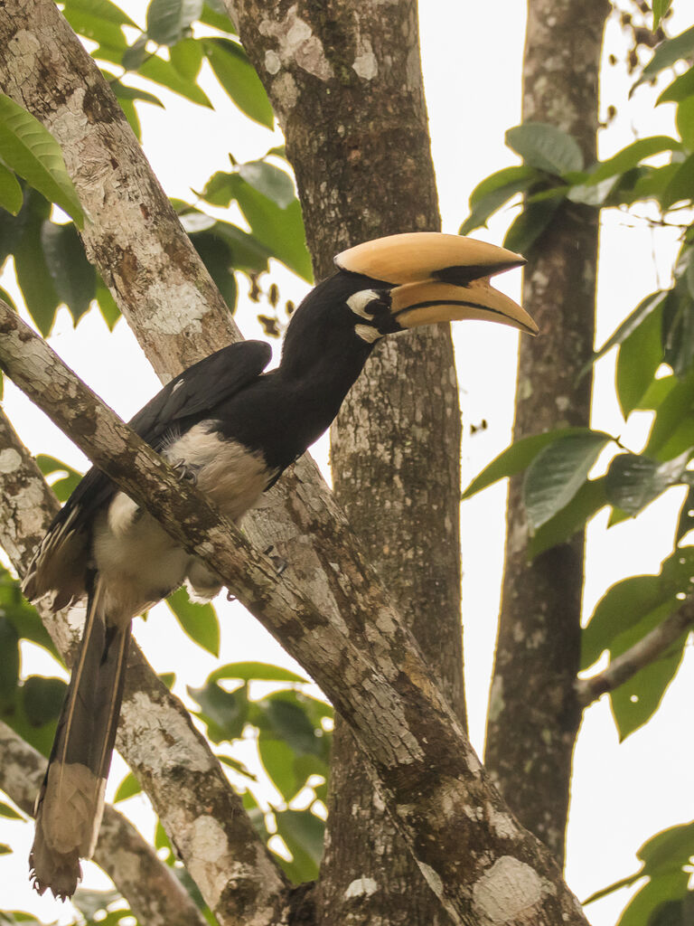 Oriental Pied Hornbill, identification