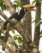 Oriental Pied Hornbill