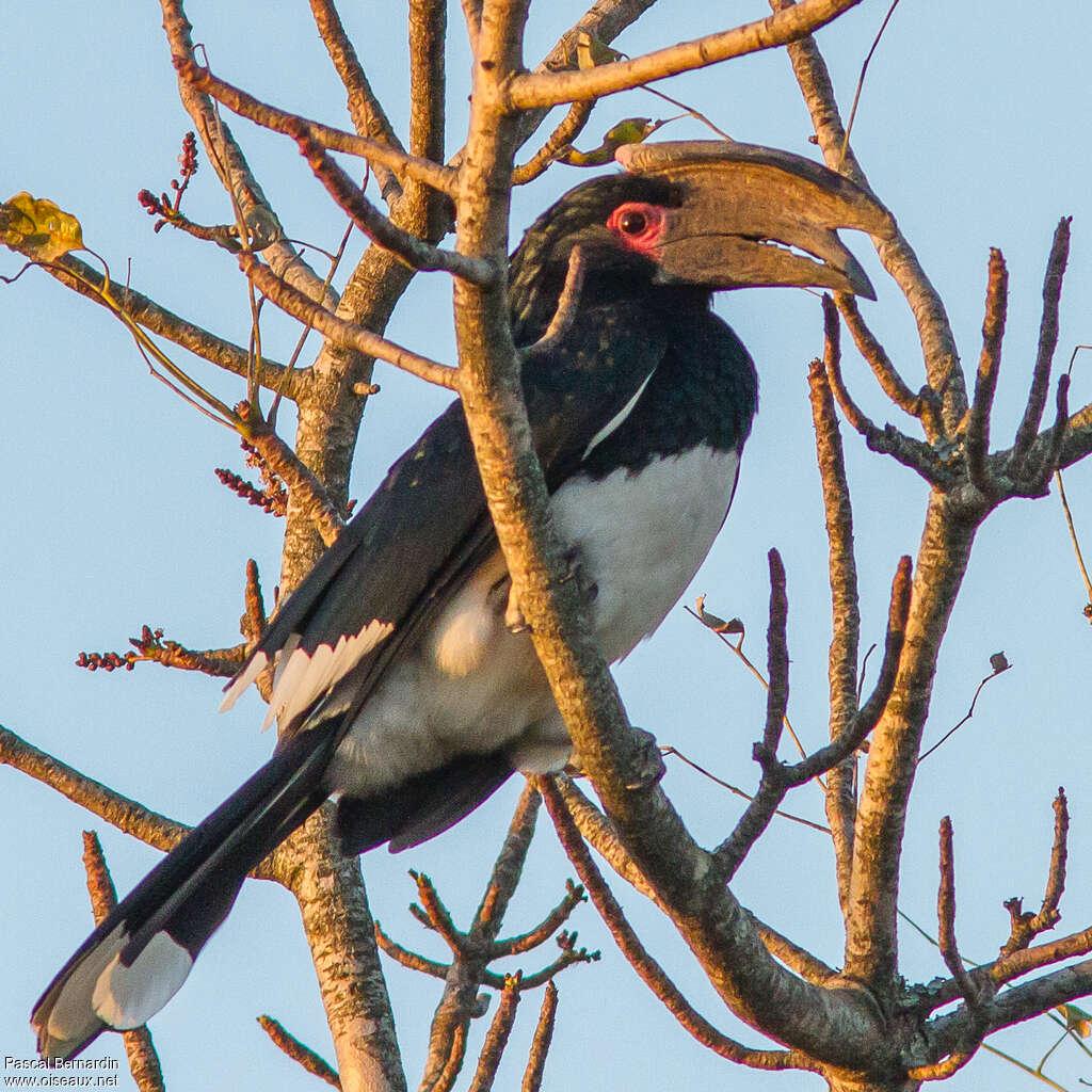 Calao trompette mâle adulte, identification