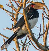 Trumpeter Hornbill