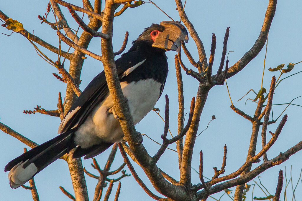 Trumpeter Hornbill